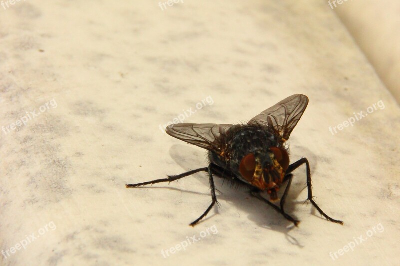 Fly Housefly Insect Close Up Animal