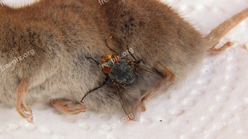 Carcass Mouse Shrew Fly Dead