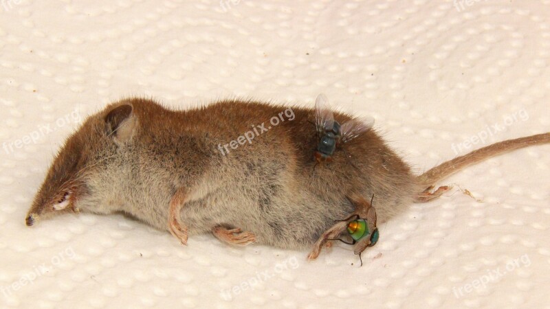 Carcass Mouse Shrew Fly Dead