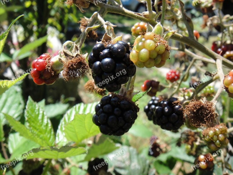 Blackberries Fruit Wild Black Red