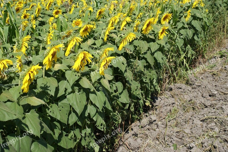 Sunflowers Field Landscape Free Photos