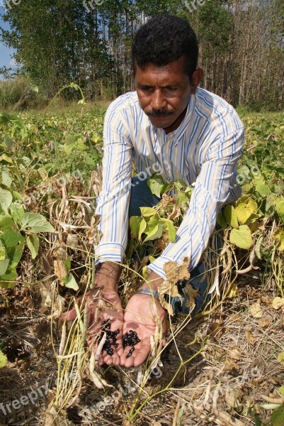 Producer Harvesting Beans Free Photos