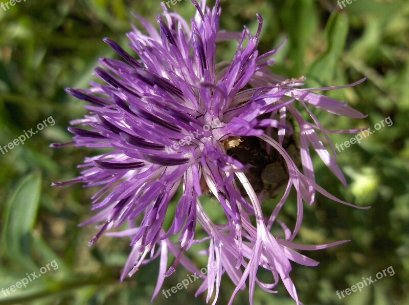 Knapweed Flower Blossom Bloom Individually