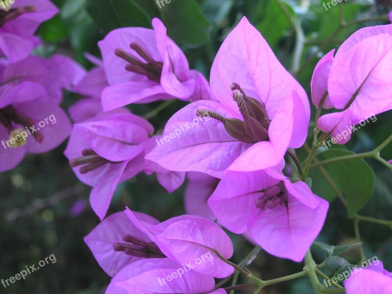 Bougainvillea Flower Blooming Pink Plant