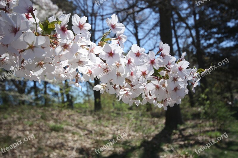 Cherry Tree Cherry Blossom Branch Blossom Flowers