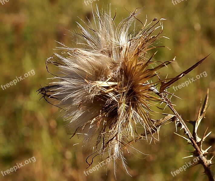 Thistle Field Plant Zeschły Thistle Plant Nature