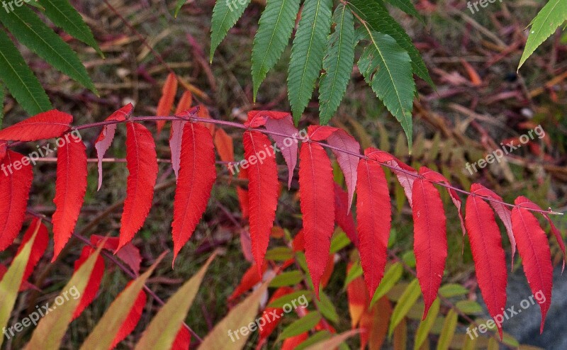 Foliage Colorful Leaves Autumn Colors Green Yellow