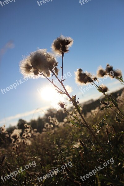 Meadow Field Lany Plant The Motif