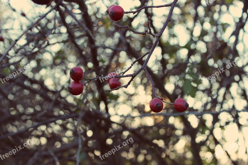 Rose Hips Autumn Plant Hip Health