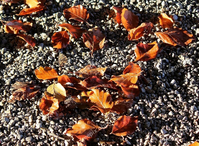 Leaves Fall Foliage Autumn Golden Autumn Pebbles