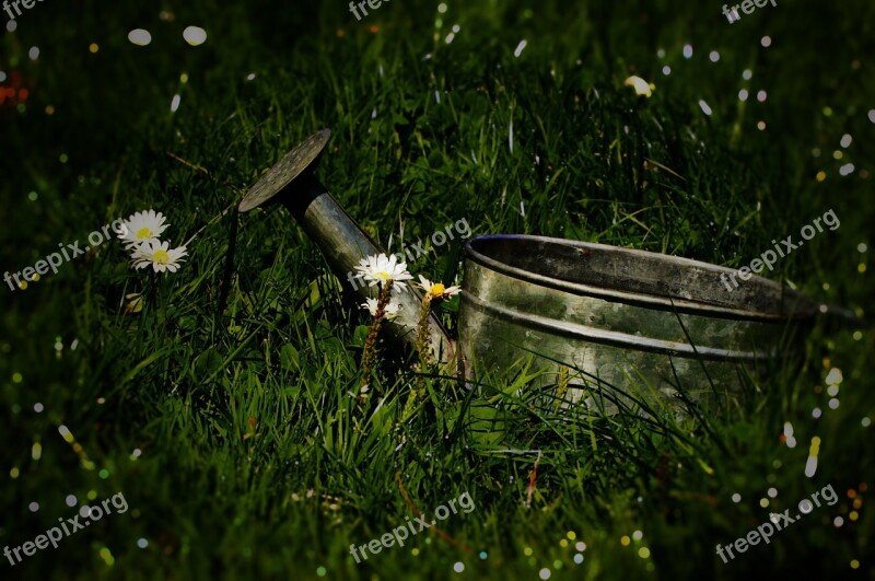 Watering Can Grass Garden Daisies Nature