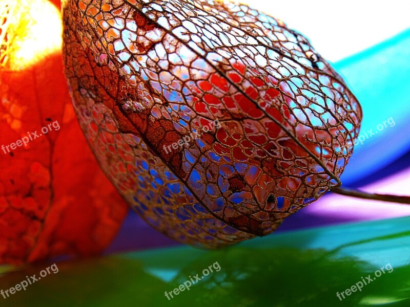 Physalis Macro Lace Colors Nature