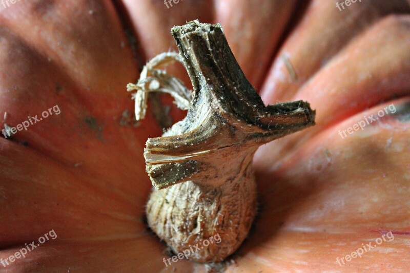 Pumpkin Macro Nature Vegetable Fruit