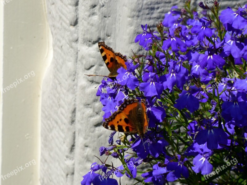 Little Fox Butterflies Lobelia Flower Purple