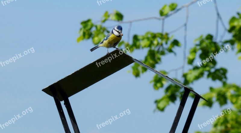 Blue Tit Bird Carry Feed Boy