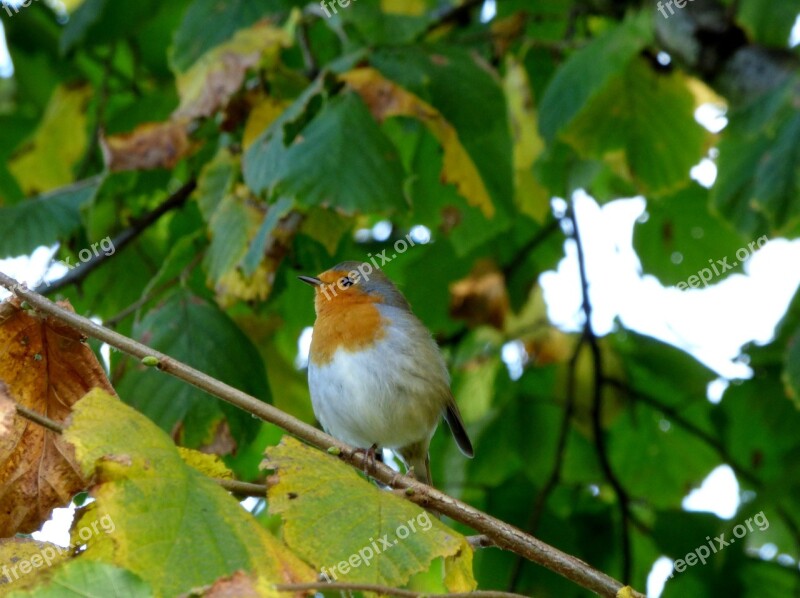 Robin Bird Tree Branch Branches