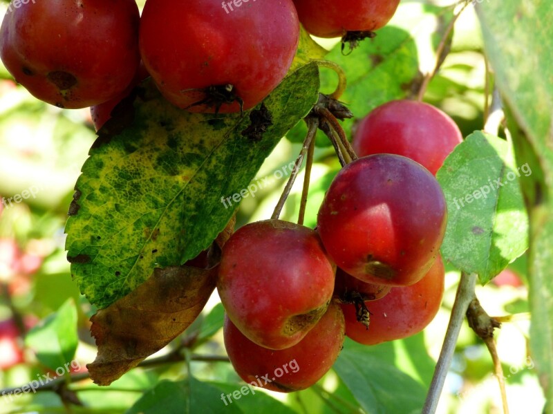 Apples Ornamental Apples Fruit Garden Nature