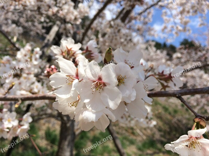 Cherry Blossom Flower Sakura Nature Japanese Cherry