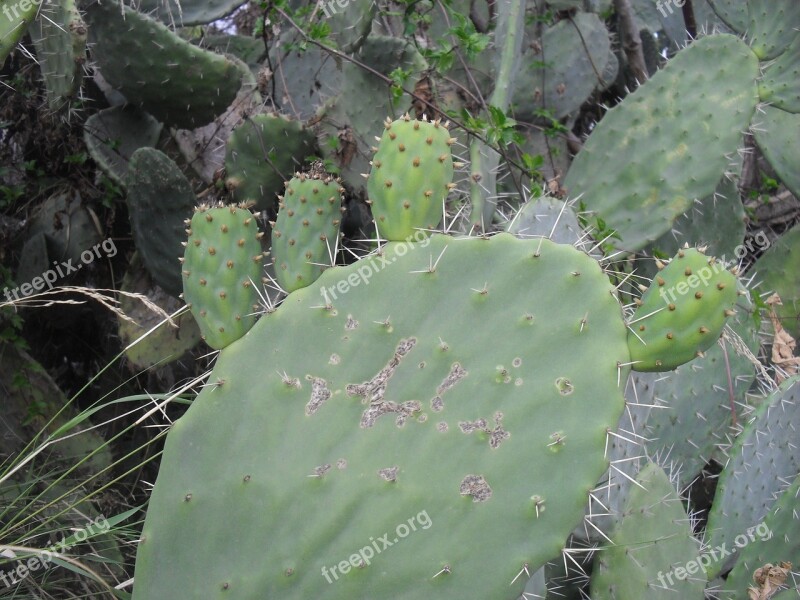 Cactus Plants Nature Green Free Photos