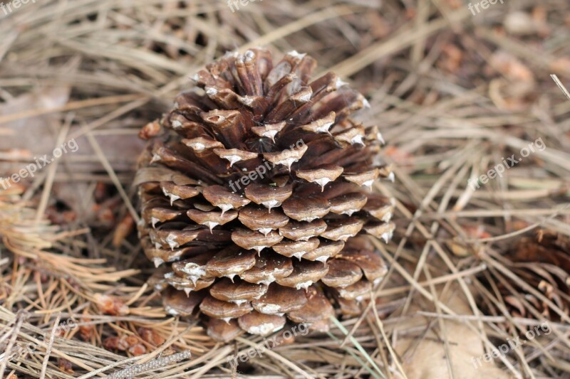 Cone Tree Brown Season Nature