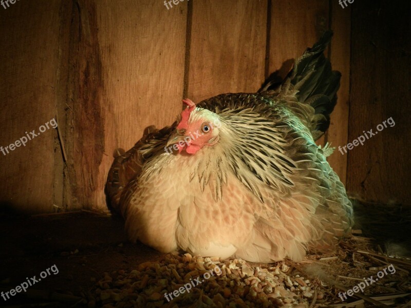 Chicken Farming Hen Agriculture Poultry