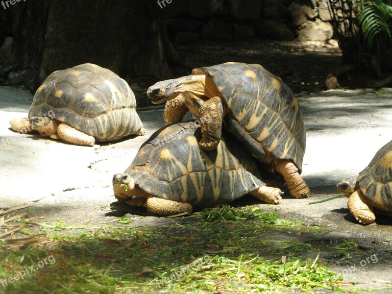 Turtles Mating Reproduction Tortoise Nature