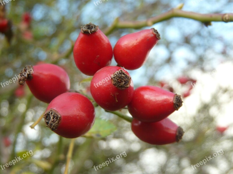 Rose Hip Fruit Nature Berries Bush