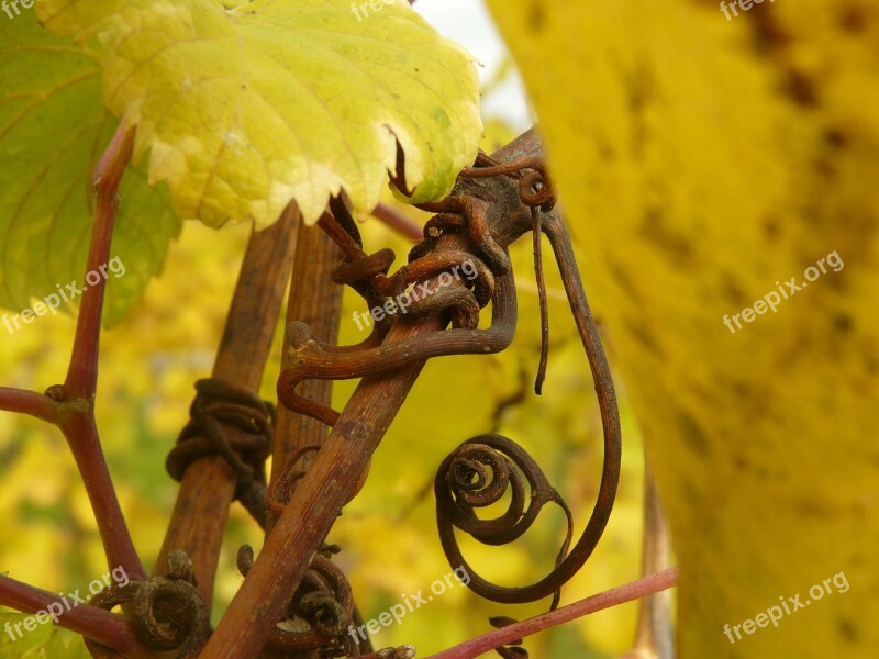 Grapevine Rebstock Vine Stengel Fall Foliage