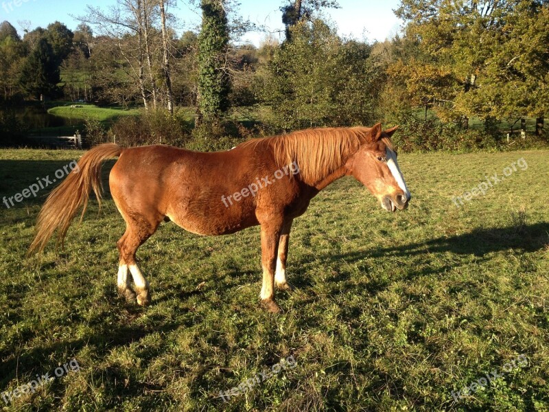 Horse Animal Ability Brown Free Photos