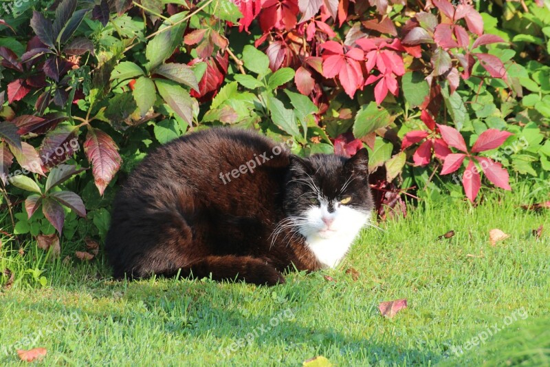 Cat Domestic Cat European Short Hair Felidae