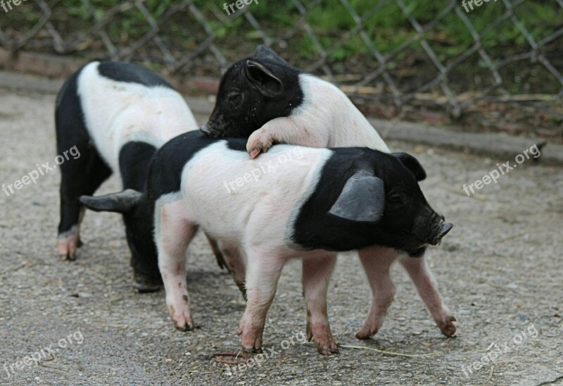 German Saddle Pigs Piglet Domestic Pig Livestock Mammal