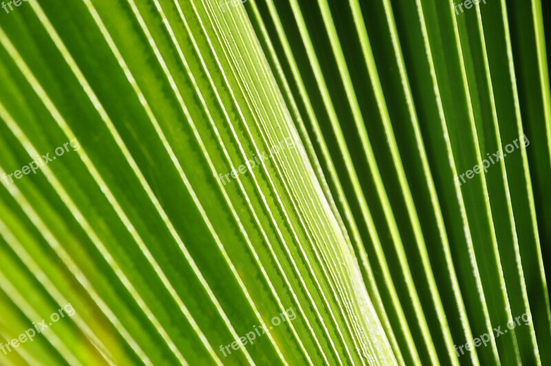 Palma Leaf Plant Green Vegetables