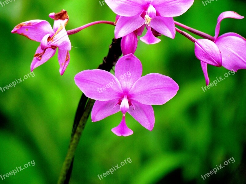 Orchid Flower Nature Flora Plant