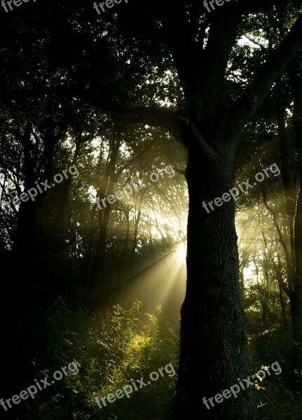 Trees Sunlight Forest Green Morning