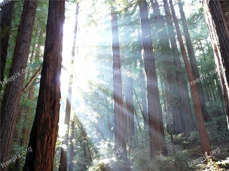 Trees Forest Rays Sunshine Sunlight