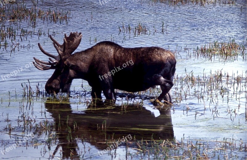 Moose Deer Drinking Solitary Wildlife