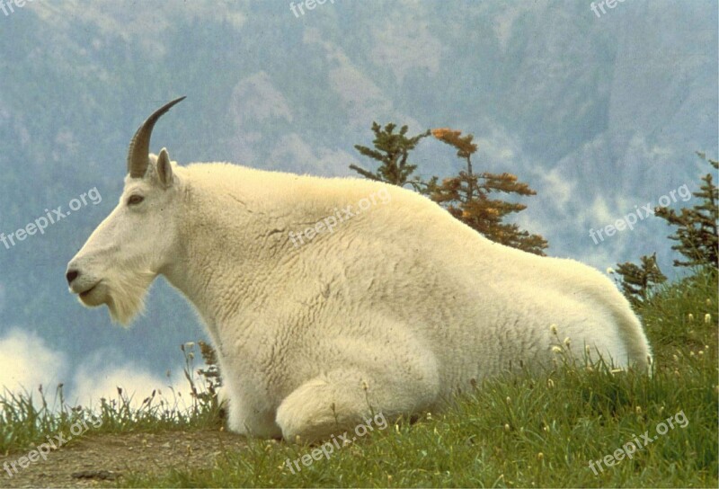 Mountain Goat Male Mammal Wild Oreamnos Americanus