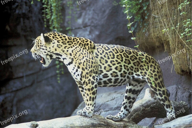 Jaguar Big Cat Feline Mammal Predator