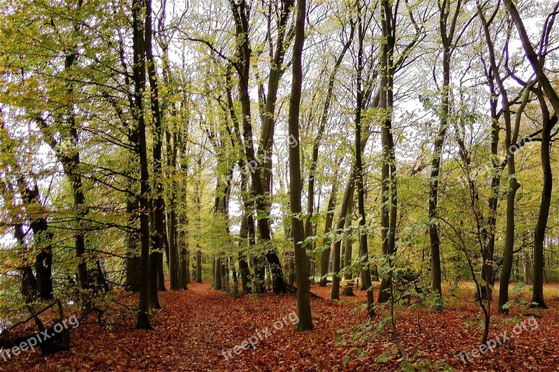 Forest Fall Foliage Nature Leaves Free Photos