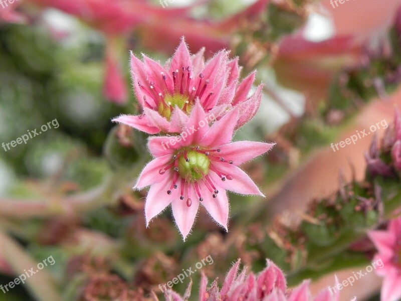 Stone Crop Flower Pink Blossom Bloom