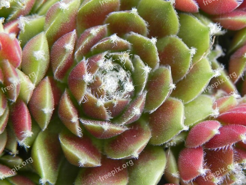 Succulent Stone Garden Plant Nature Green