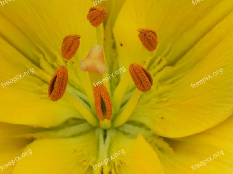 Blossom Bloom Pistil Pollen Yellow