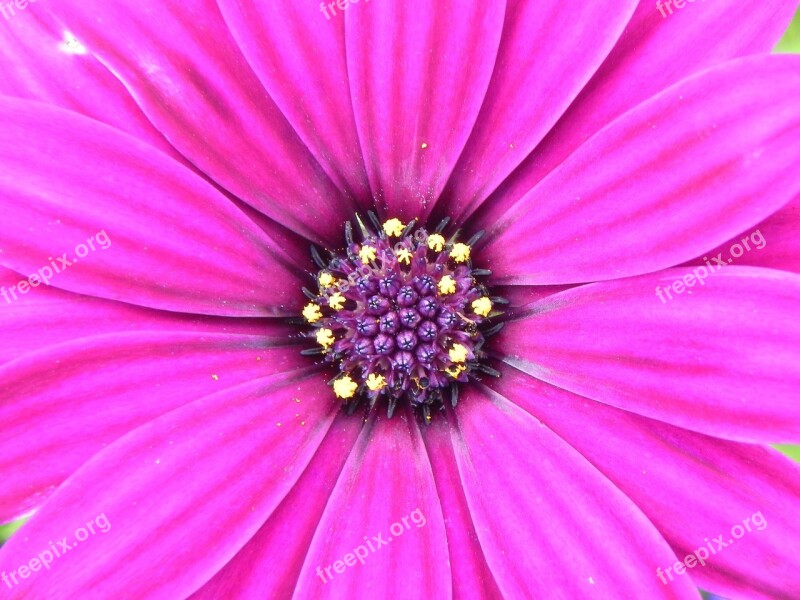 Geranium Flower Pink Purple Blossom