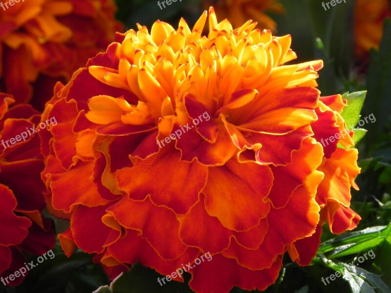 Gerbera Flower Orange Blossom Bloom