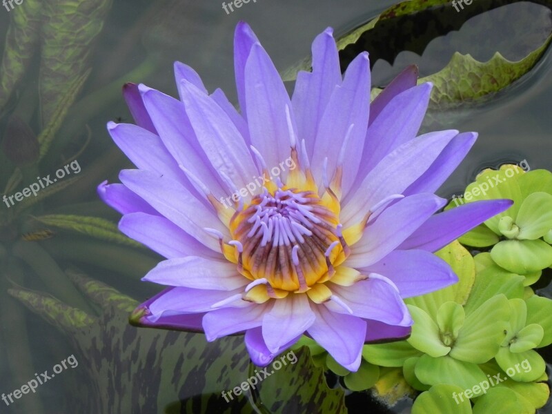 Water Lily Nuphar Lutea Flower Aquatic Plant Purple