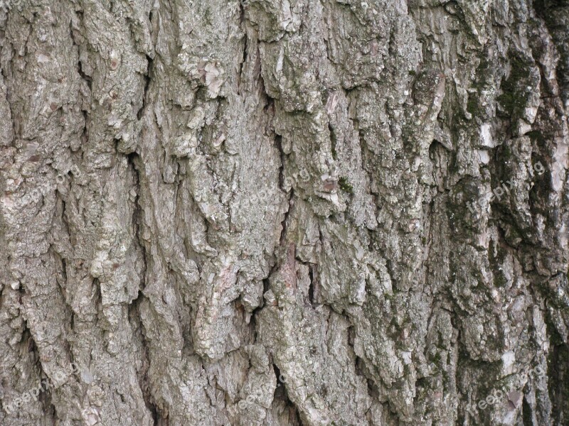 Walnut Tree Black Walnut Bark Trunk