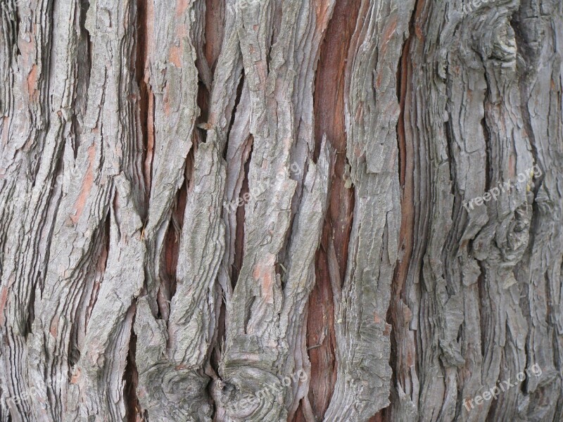 Cedar Tree Bark Trunk Chamaecyparis