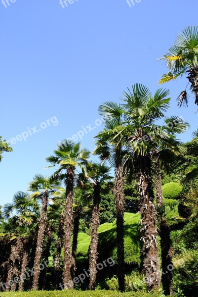 Palm Tree Having An Affair Sky Tropical Blue