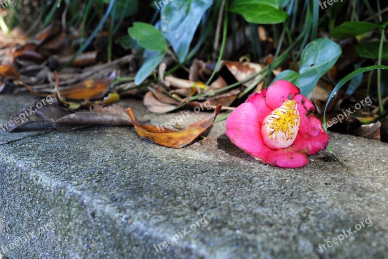 Camellia Flower Leaves Fallen Flowers Fallen Shoes Having An Affair