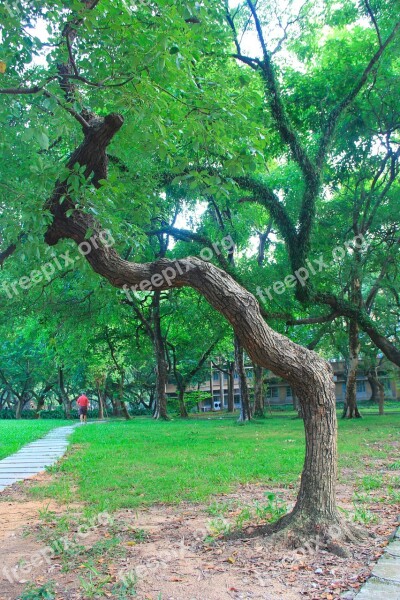 Canton Sun Yat-sen University Green Tree Campus